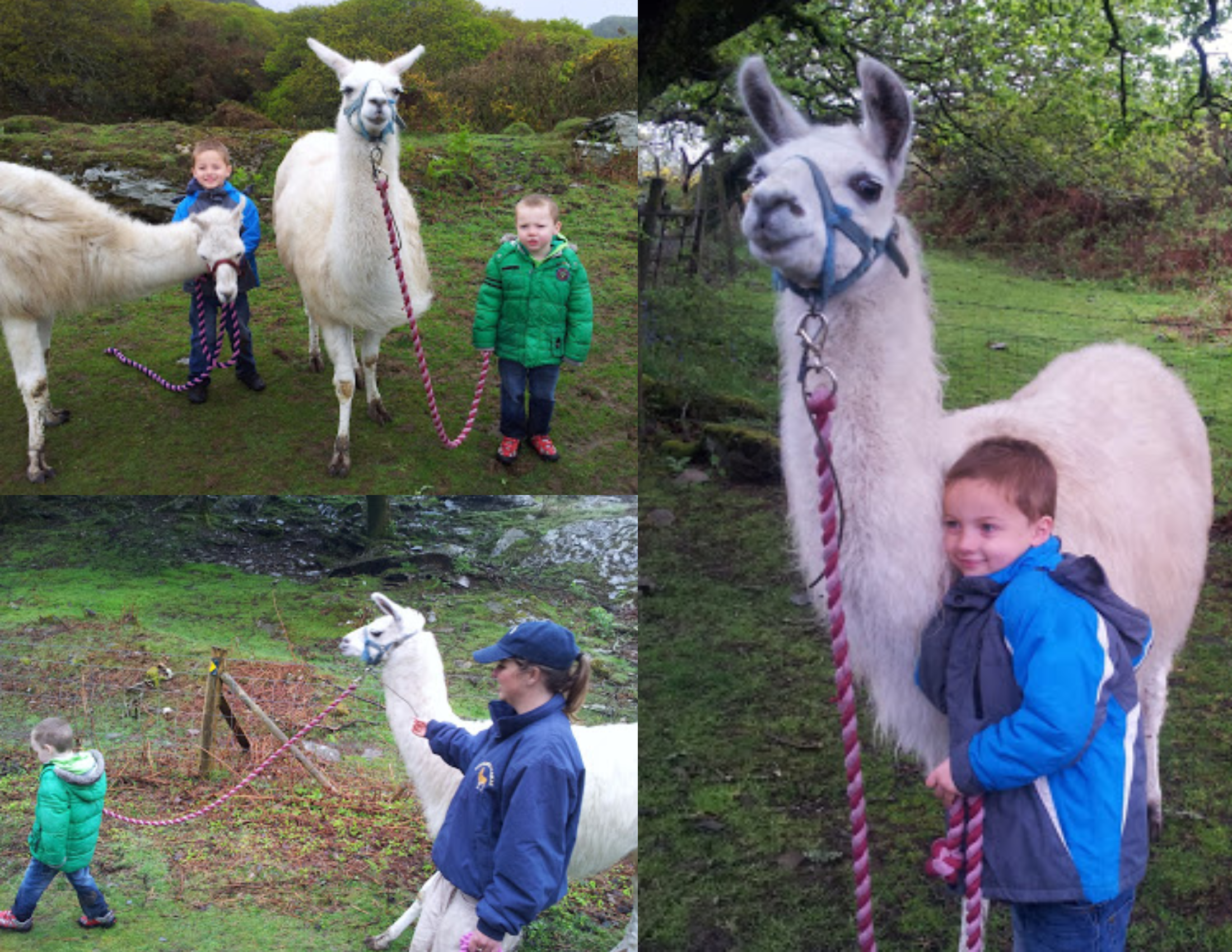 Black Rock Llama Trekking Helpful Review