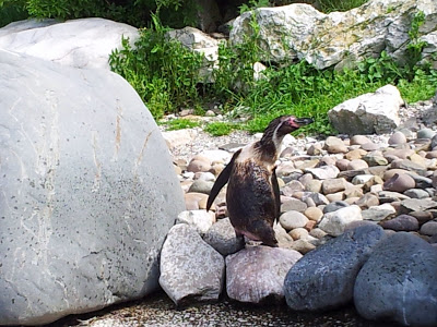 Welsh Mountain Zoo
