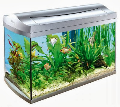 fish tank