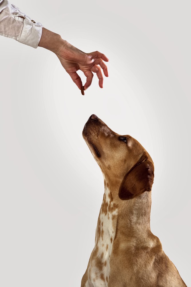 Training your Dog