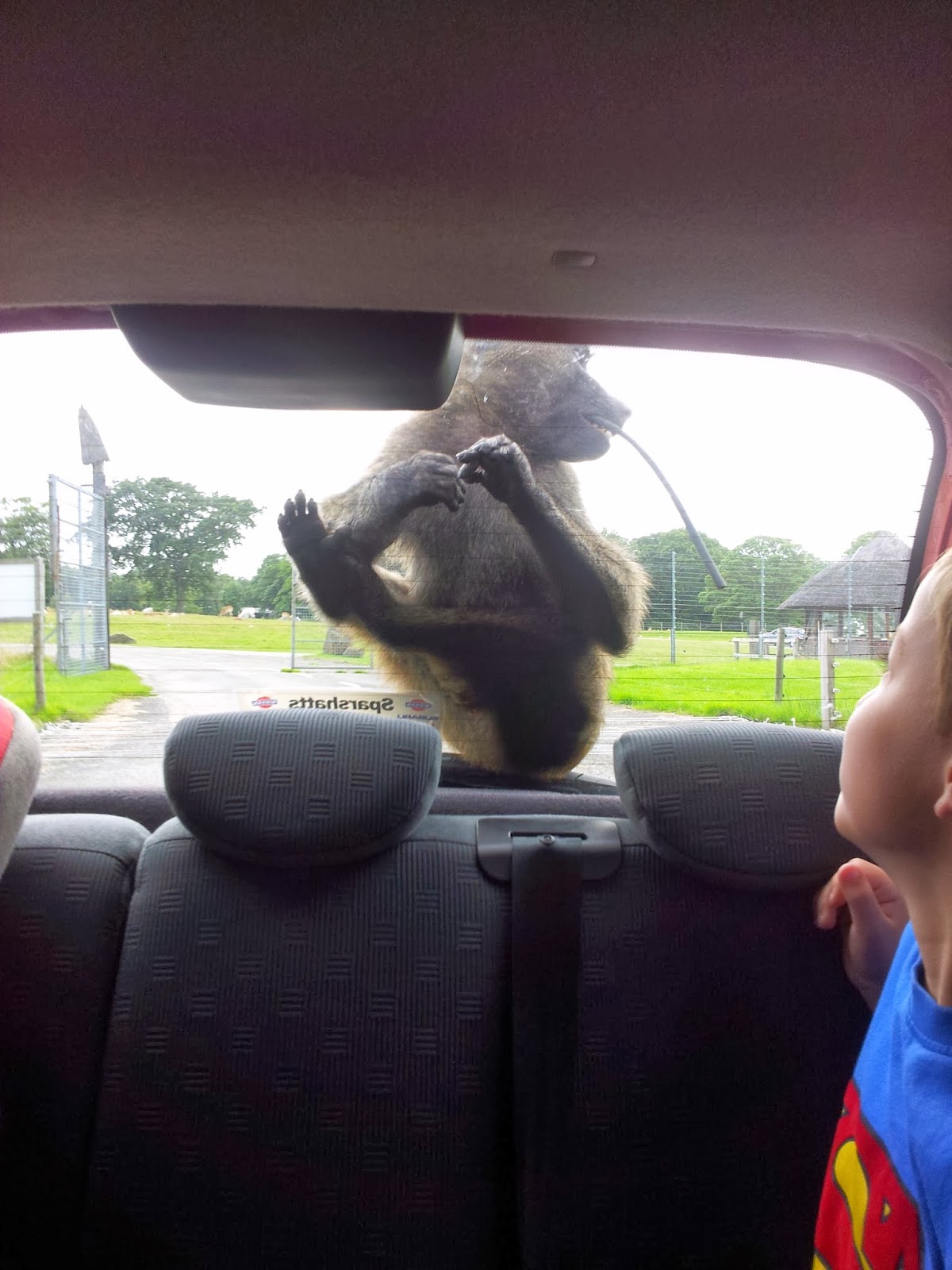 Knowsley Safari Park