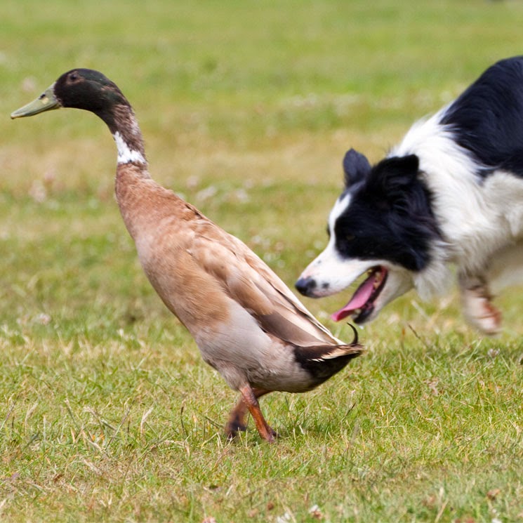 Pet Show