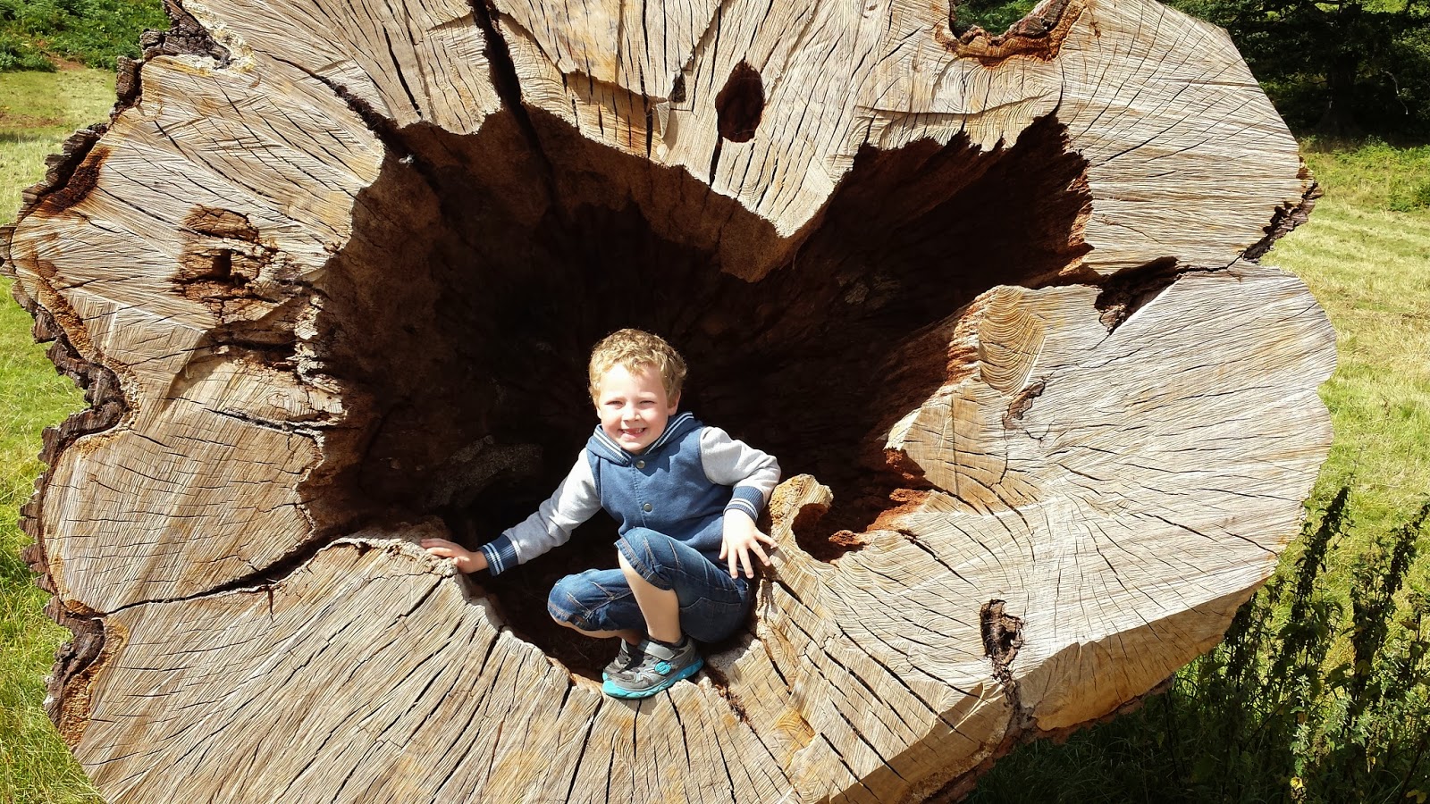 National Trust trees
