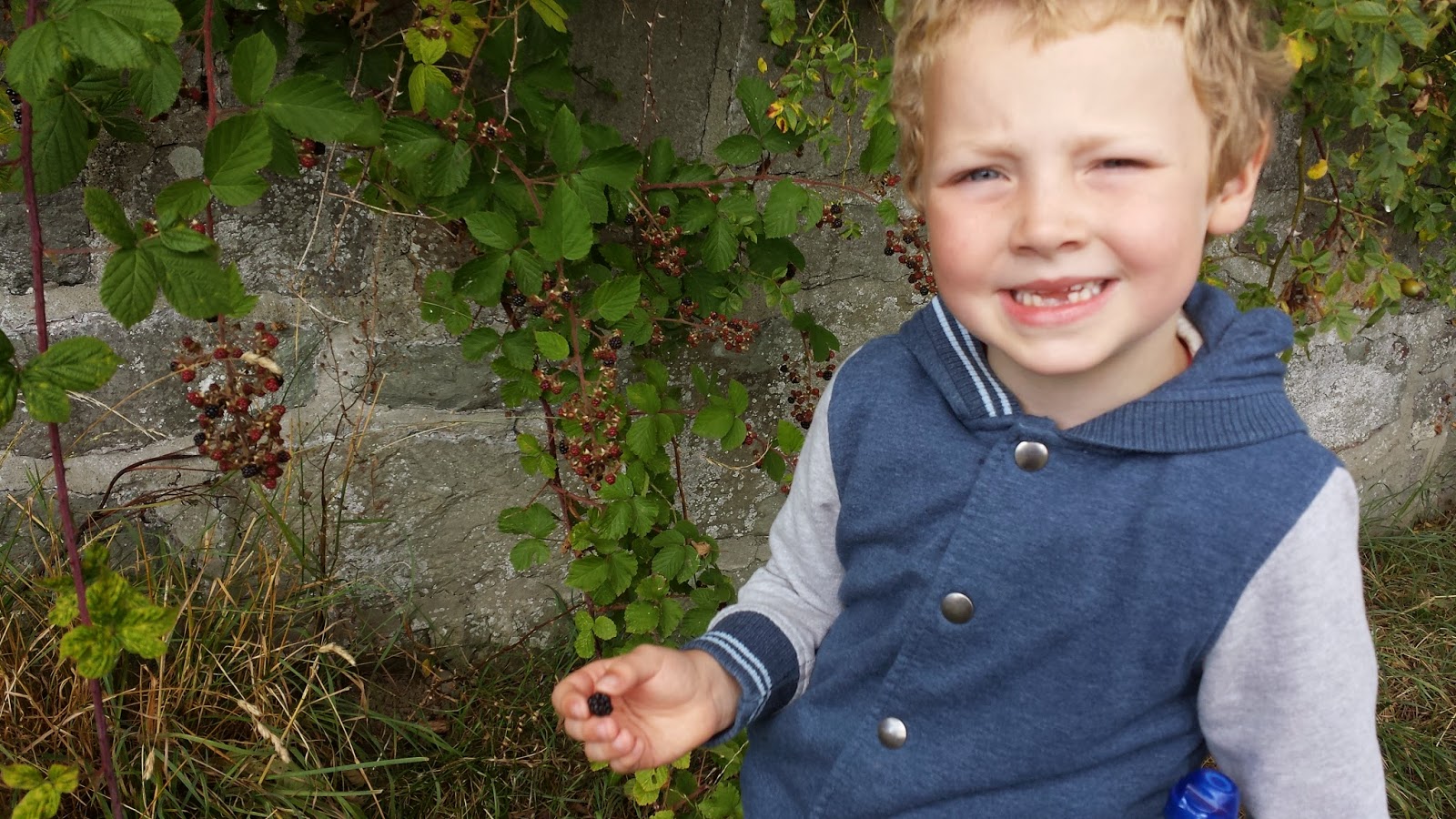 National Trust blackberry picking