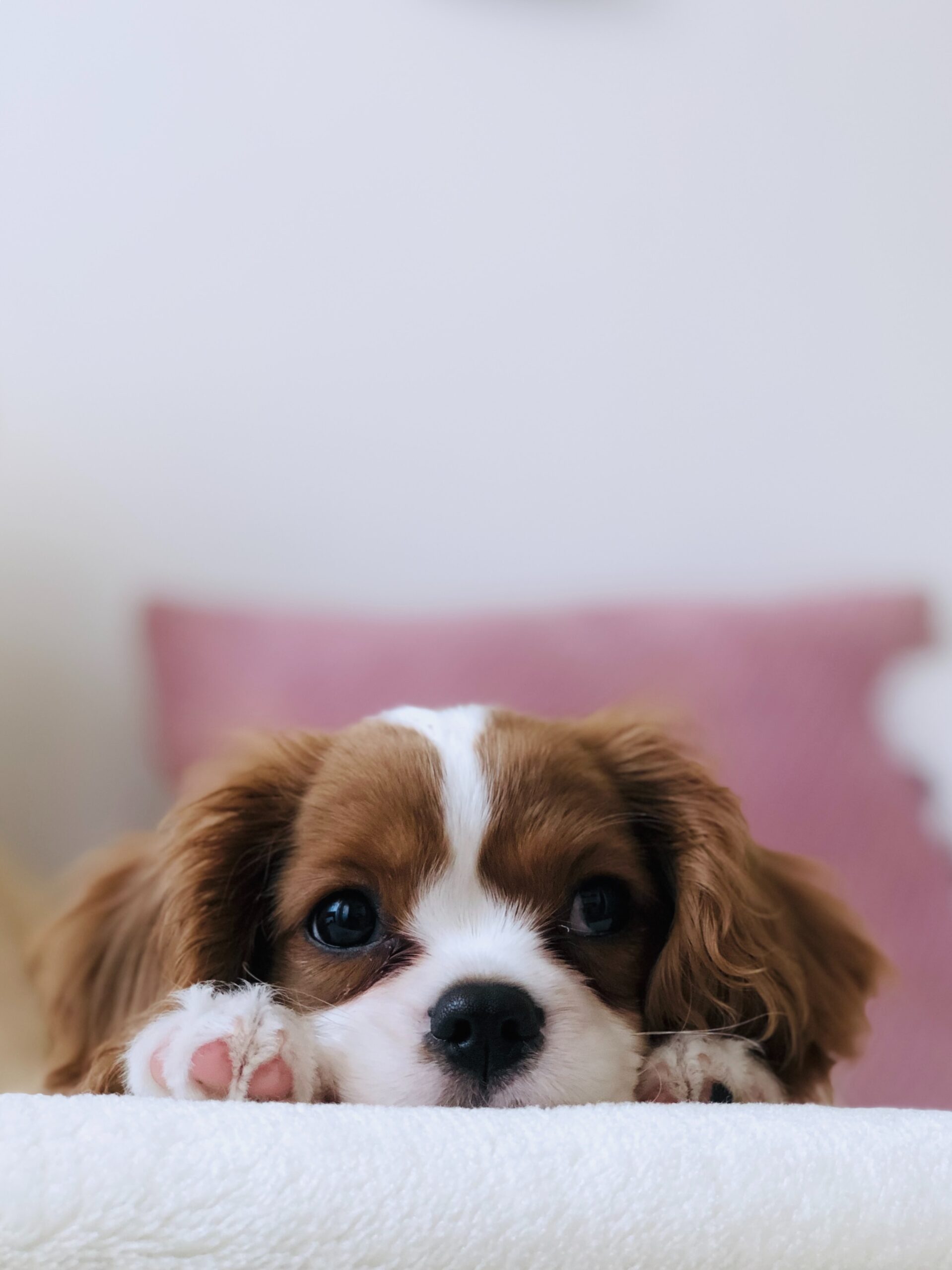 Benefits of Having Pets