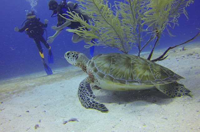 diving in Borneo