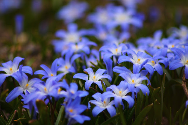 Improve the Garden