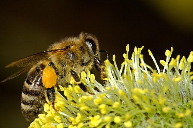 honey can help with hay fever
