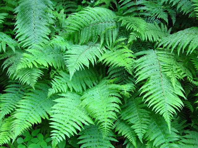 plants to resolve standing water in your garden