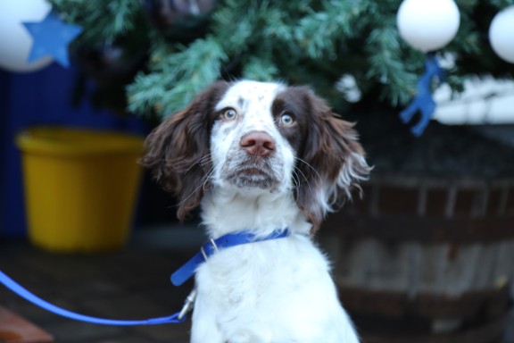 Bob Martin Celebrate Rescue Puppy Finn’s First Christmas At Home