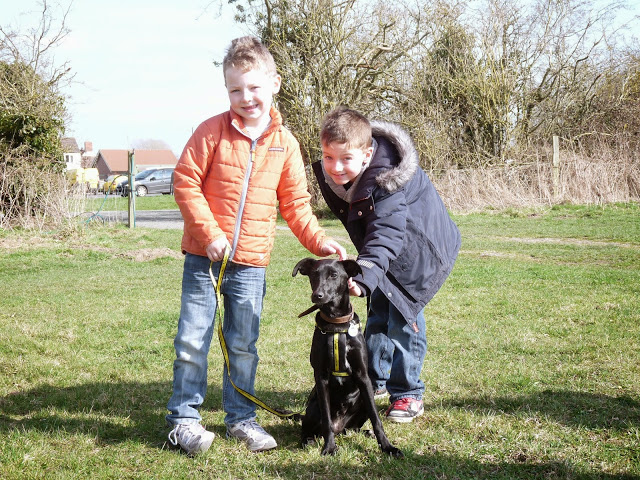 dog ownership