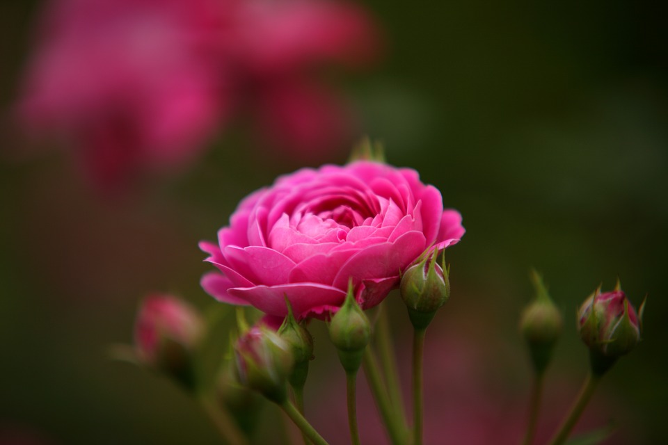 How to Get Your Garden Ready for Summer