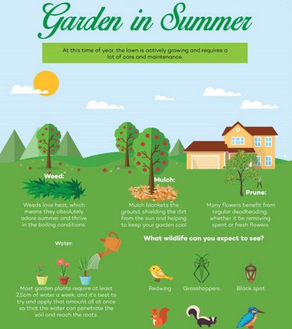 Garden Transforms Through the Seasons Summer