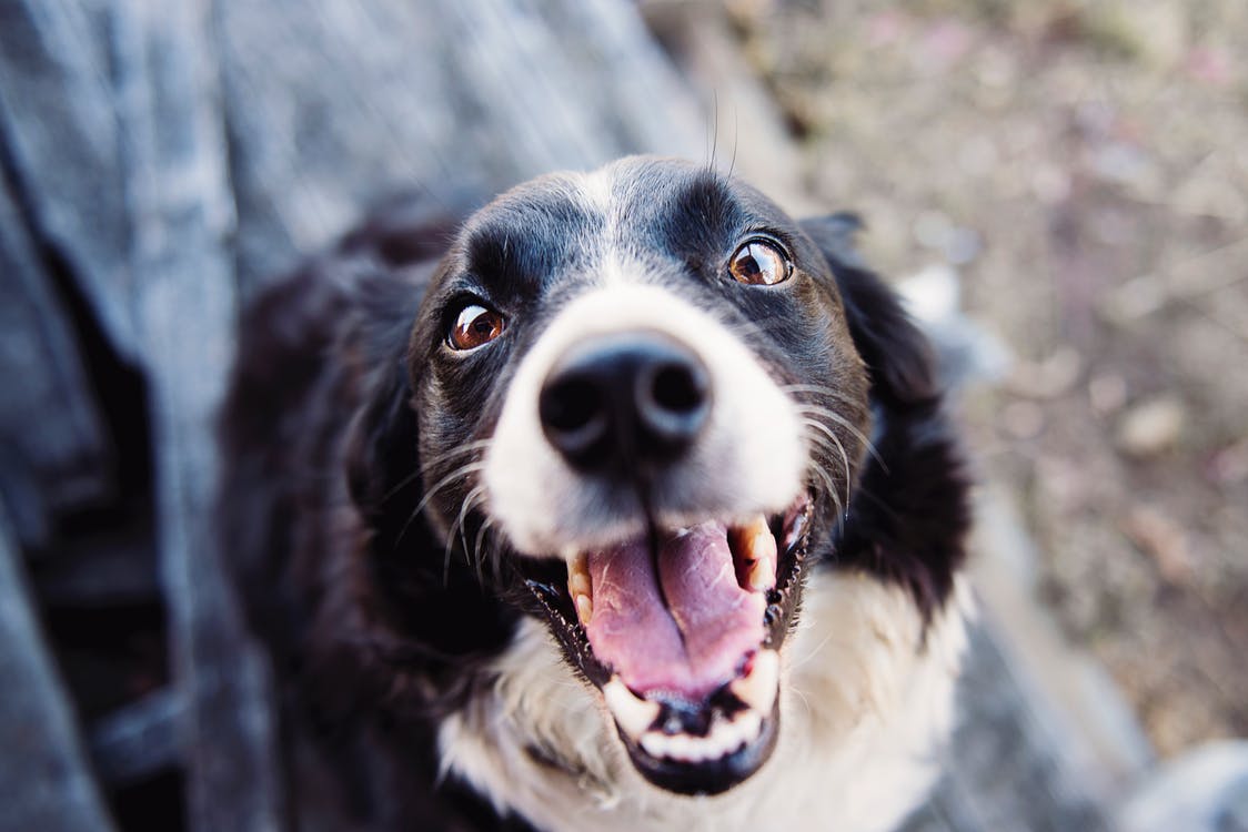 Top Tips for Dogs Oral Care