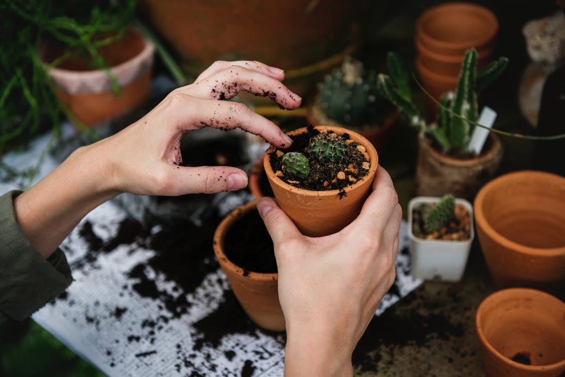 How Your Garden Transforms Through the Seasons
