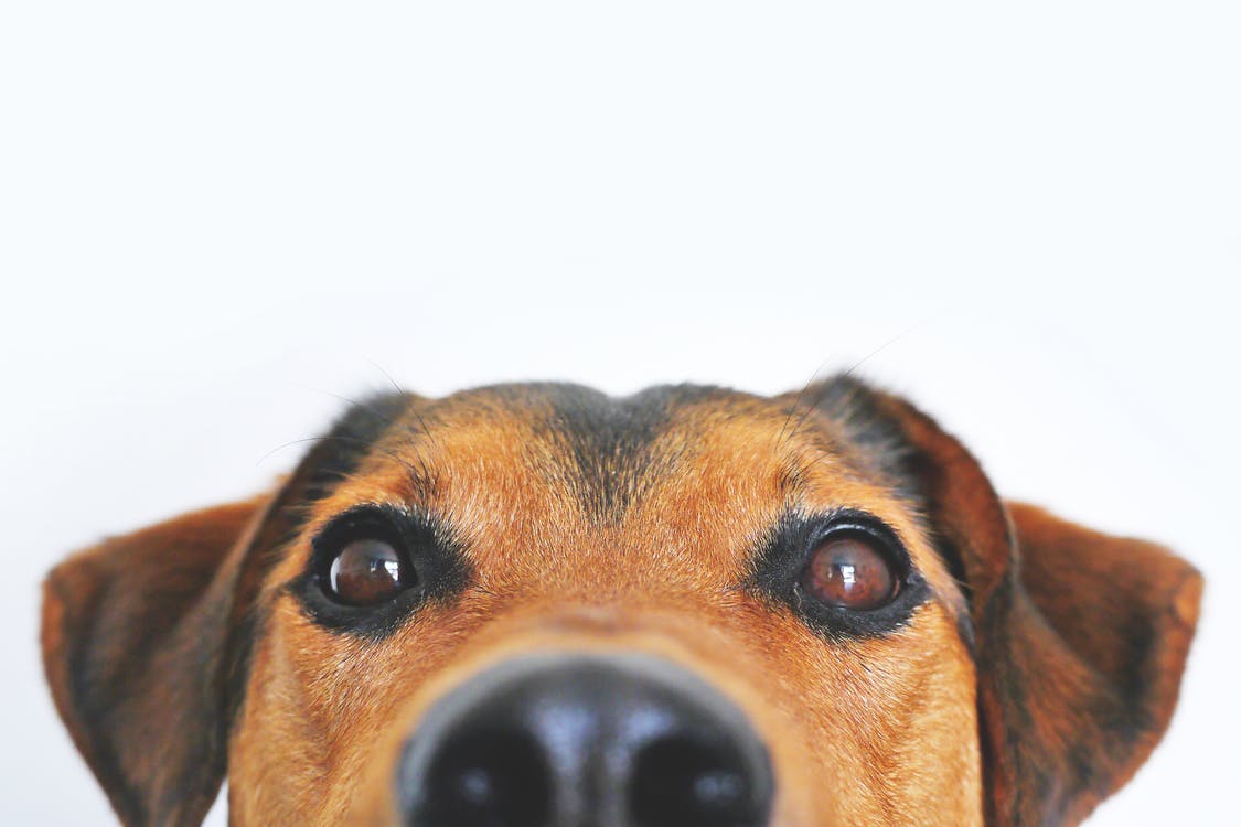 Making your garden dog safe