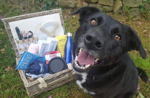 Our Lintbells Pupnic #VetMyPetsItch