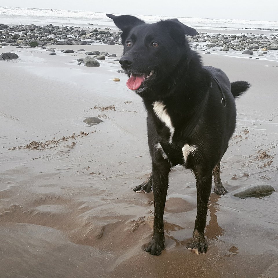 Keeping your dog protected from parasites