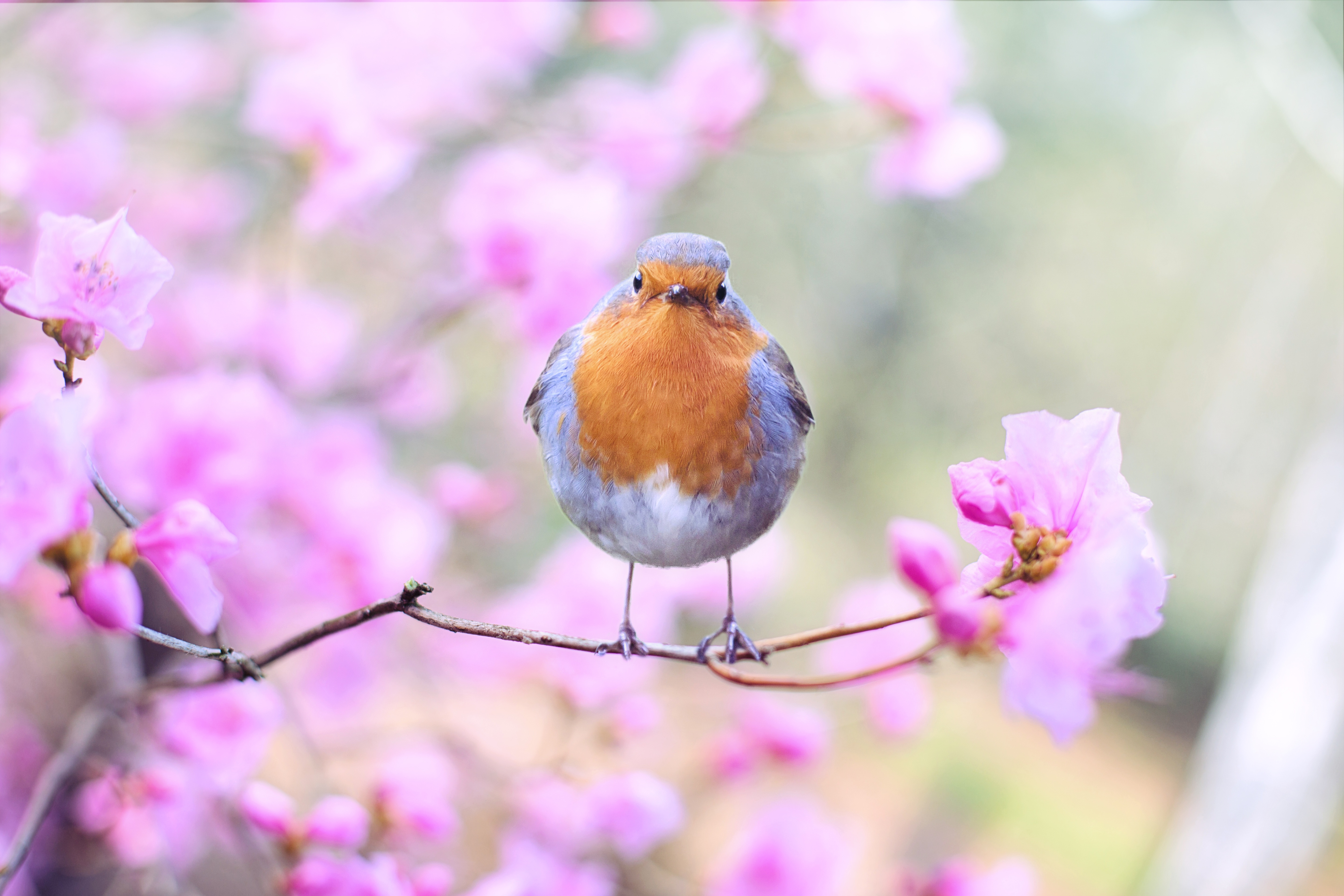 Birdwatching