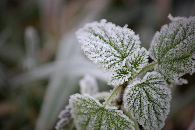 Winter Frost