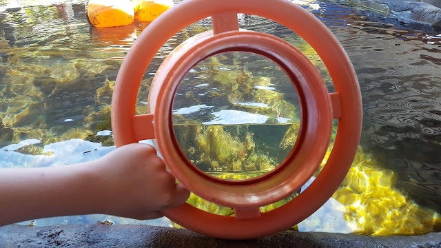 Weymouth Sea Life
