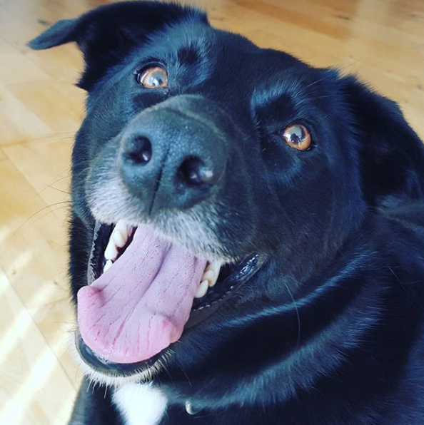 Making my IAMS Pet Pledge For a Happier Dog