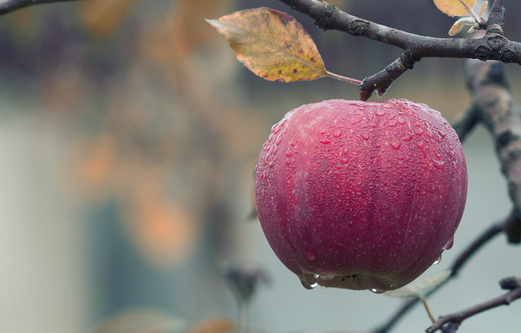 fruit