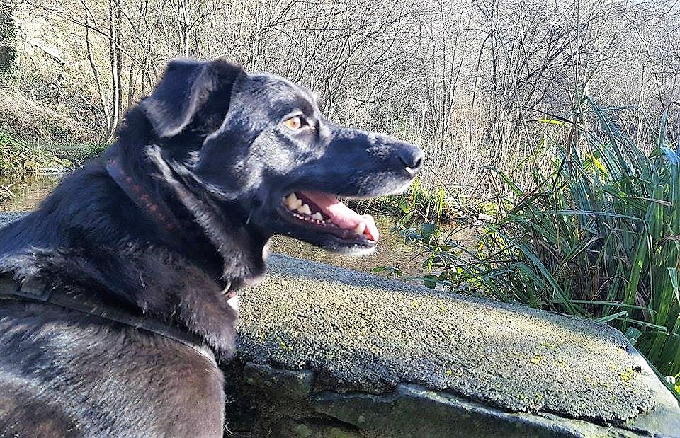 Dog walks