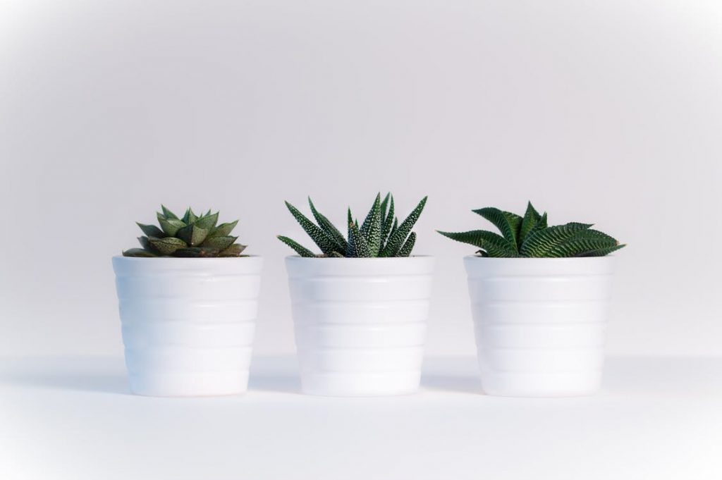plant