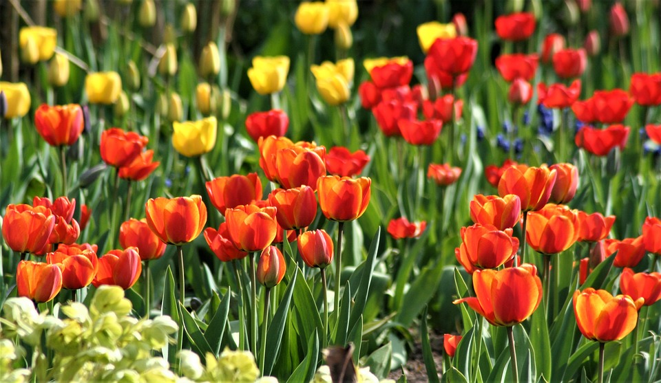 corporate garden