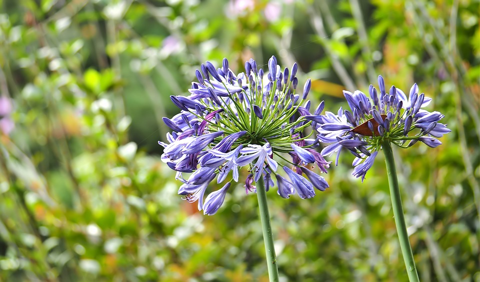 How to achieve the perfect garden with little time