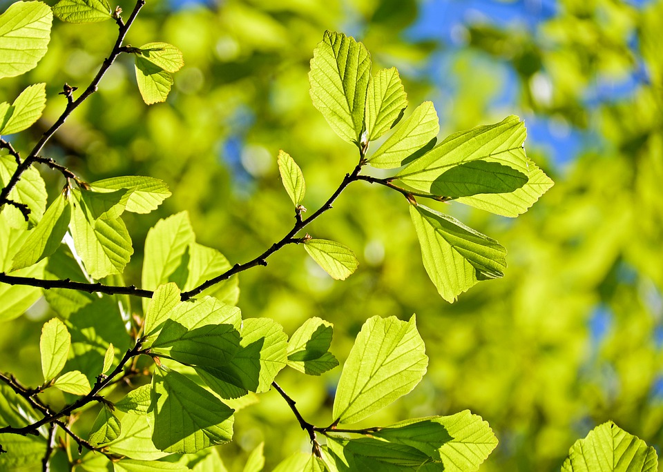 living green