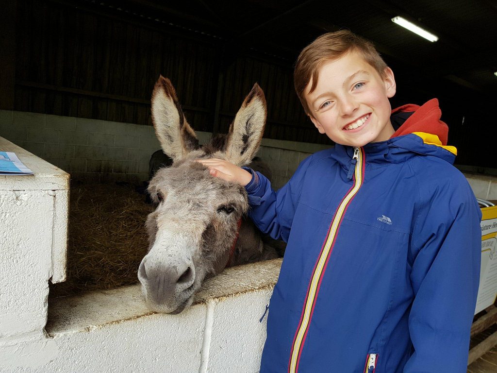donkey santuary