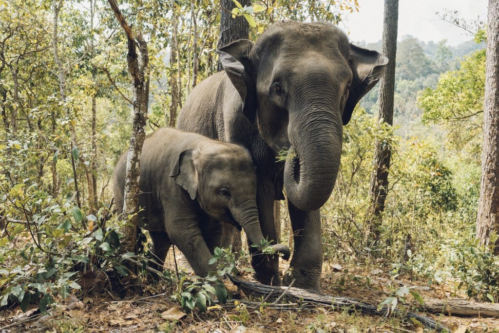 samui thailand elephant
