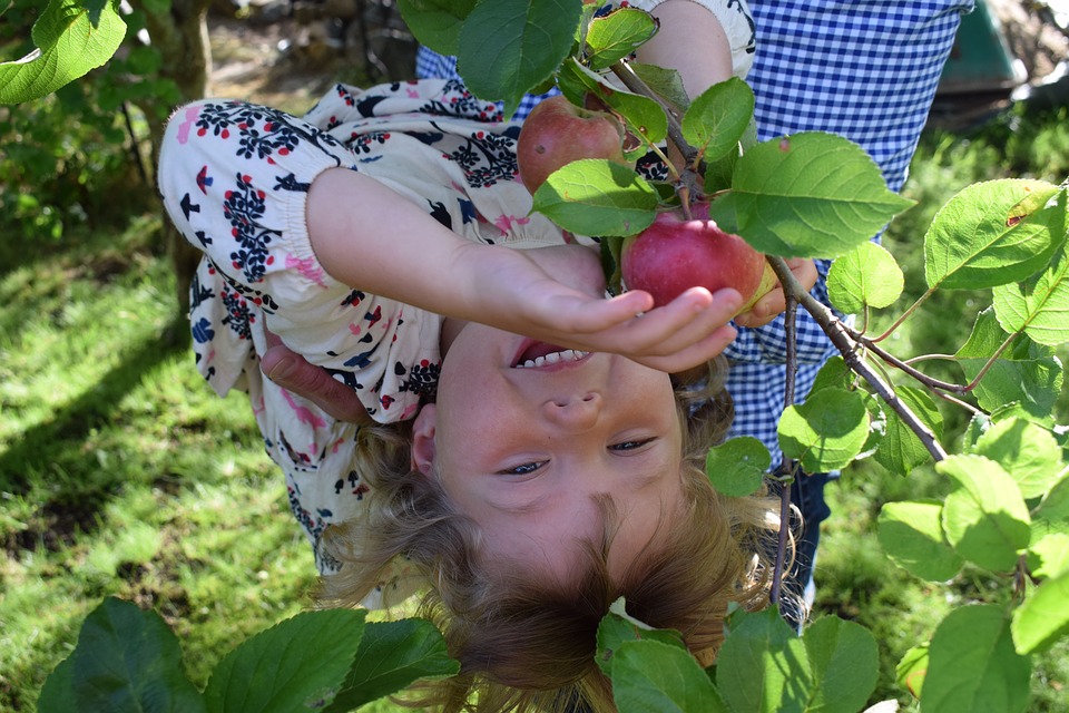 The best trees for a small family garden