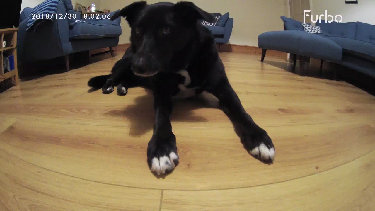 Furbo dog camera