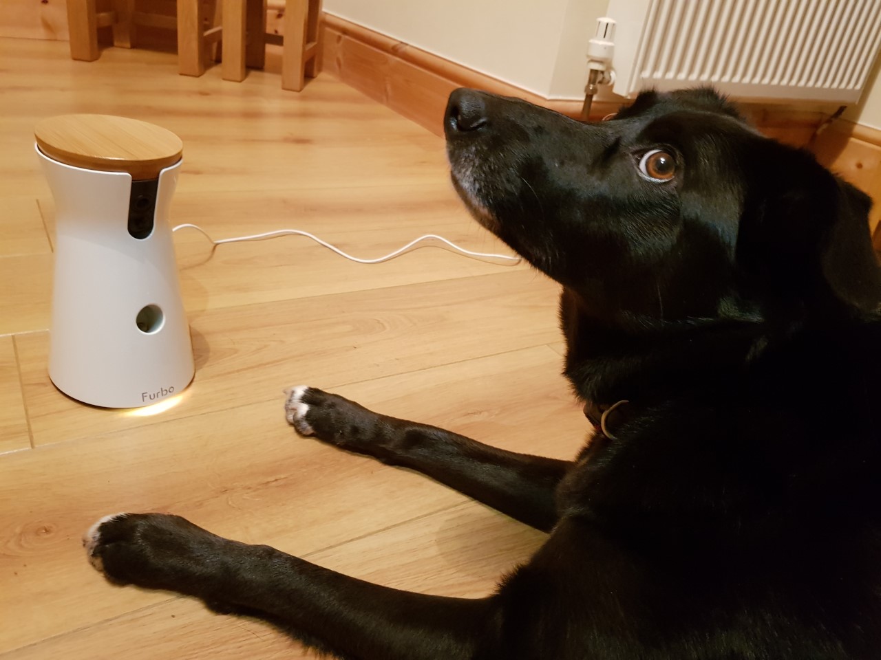 dog camera