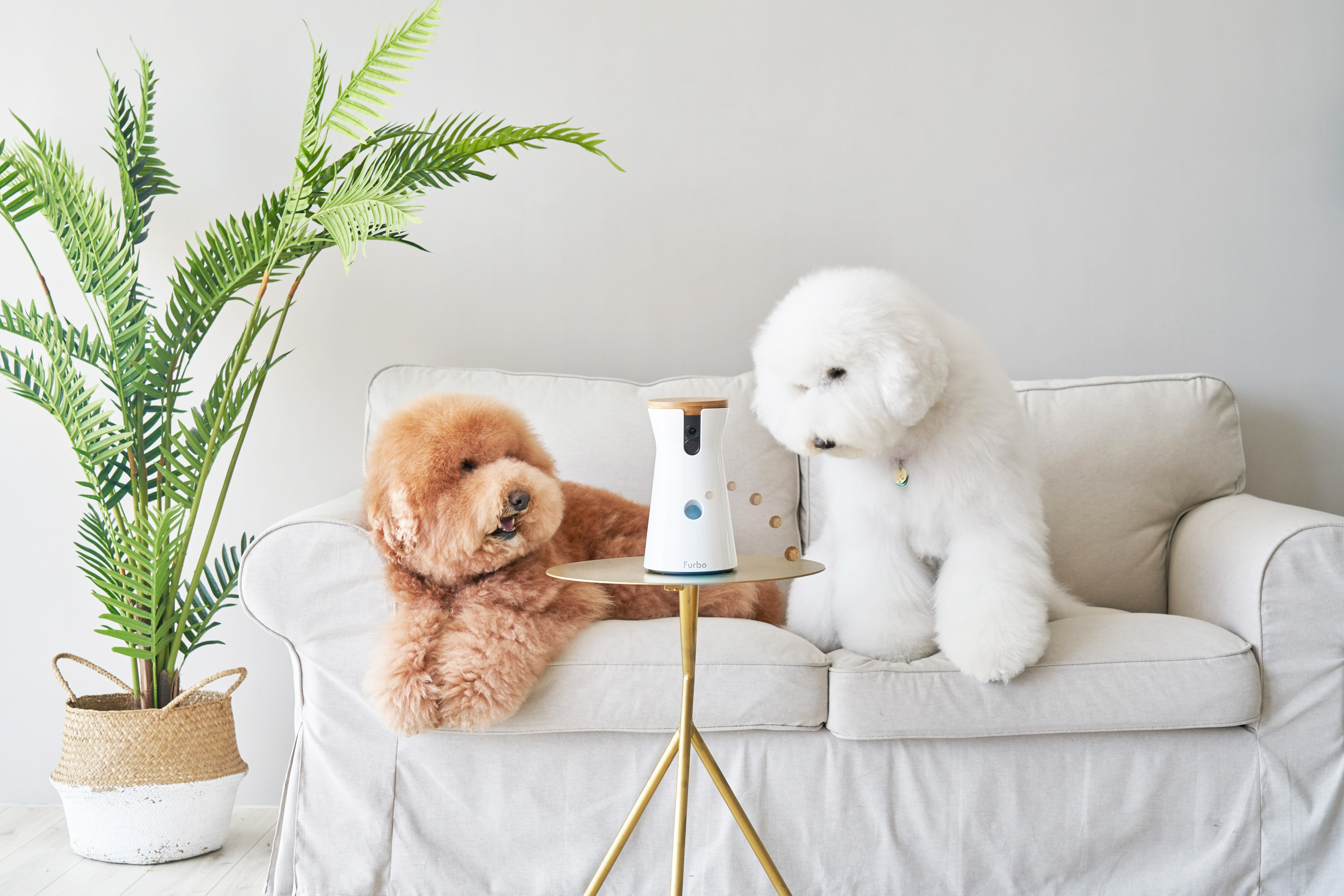 Furbo Dog Camera