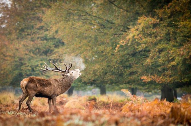 london views deer