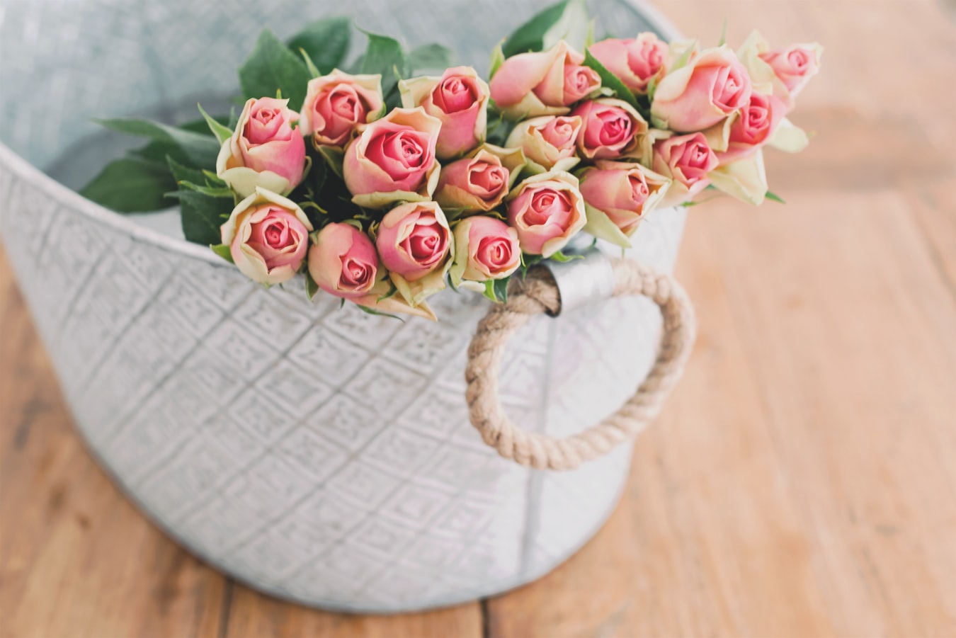 roses flowers