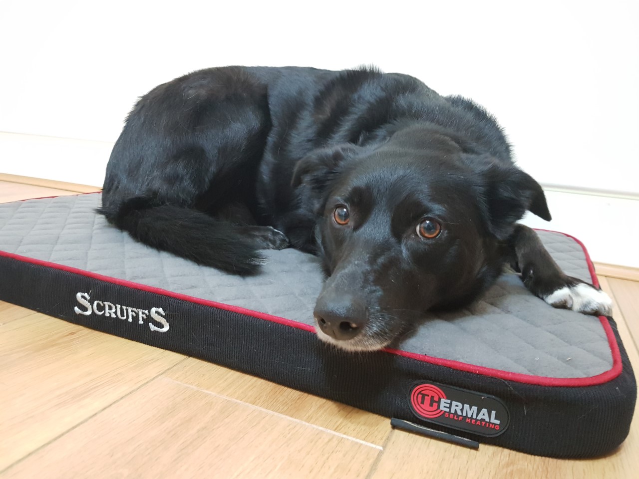Scruffs Thermal Pet Mattress
