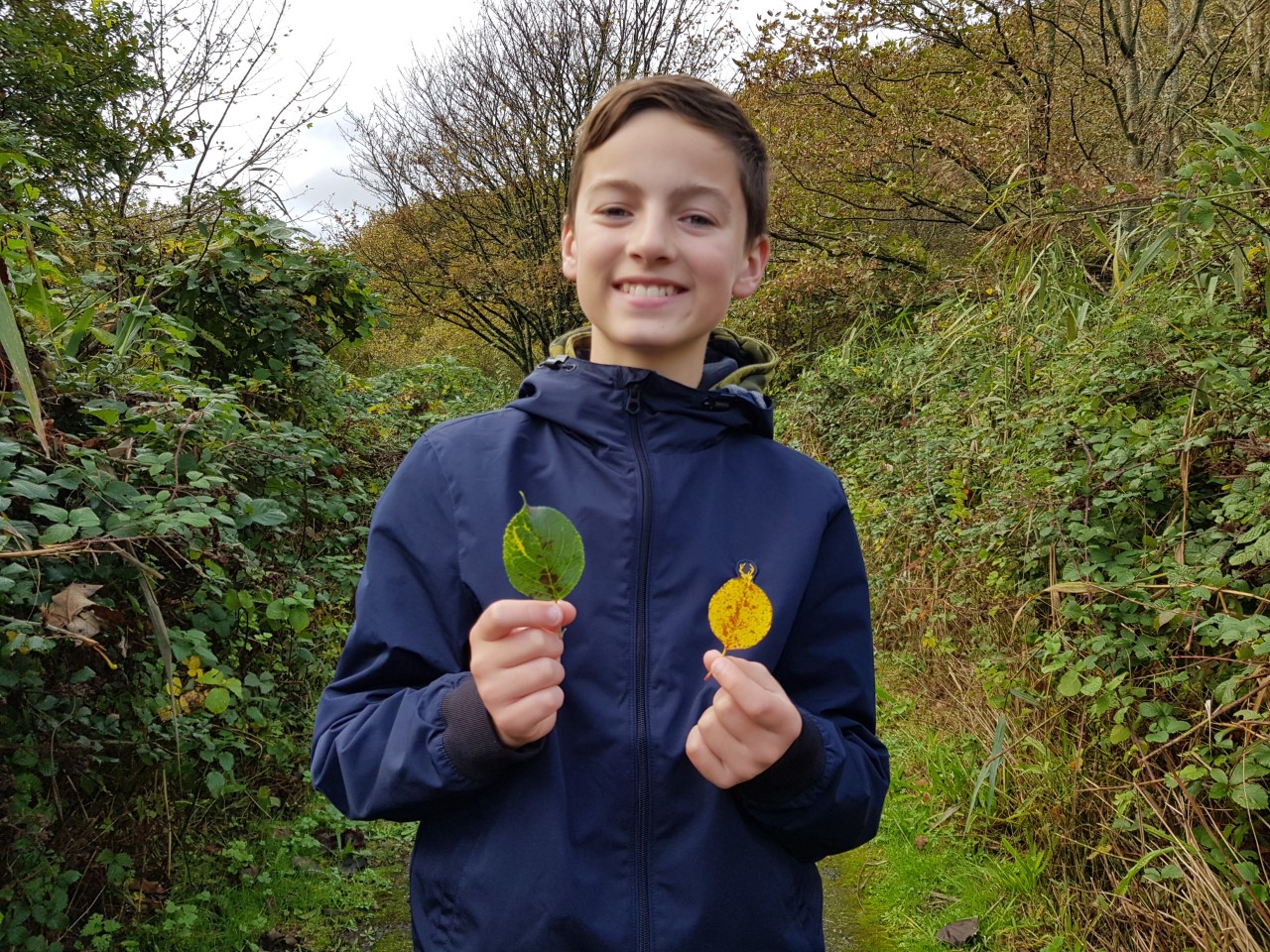 savlon leaf collecting