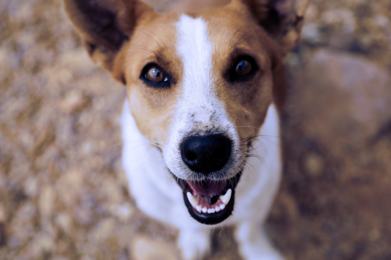 5 Expenses You’ll Need to Consider When Planning to Get a Pet