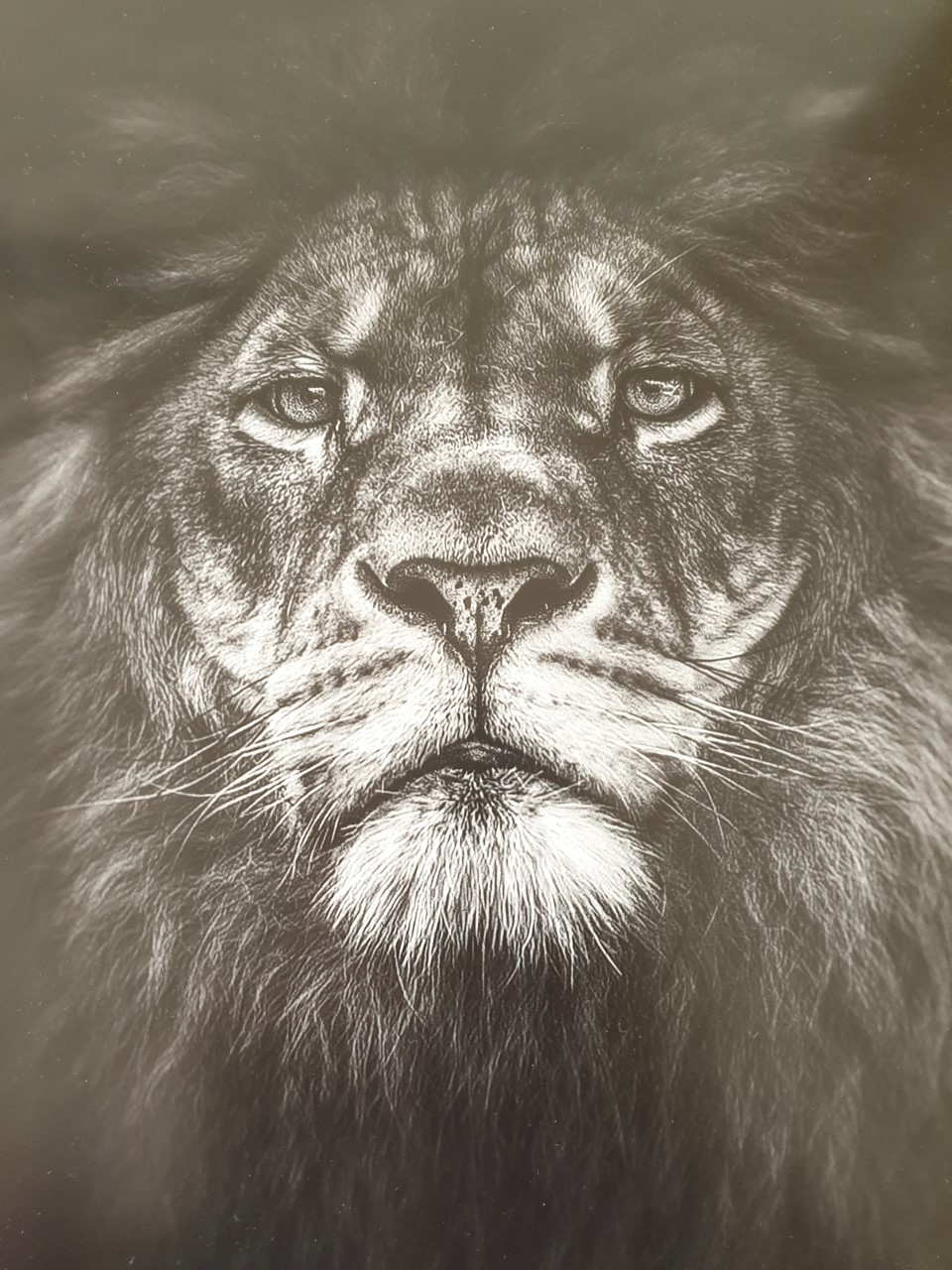 lion posterlounge