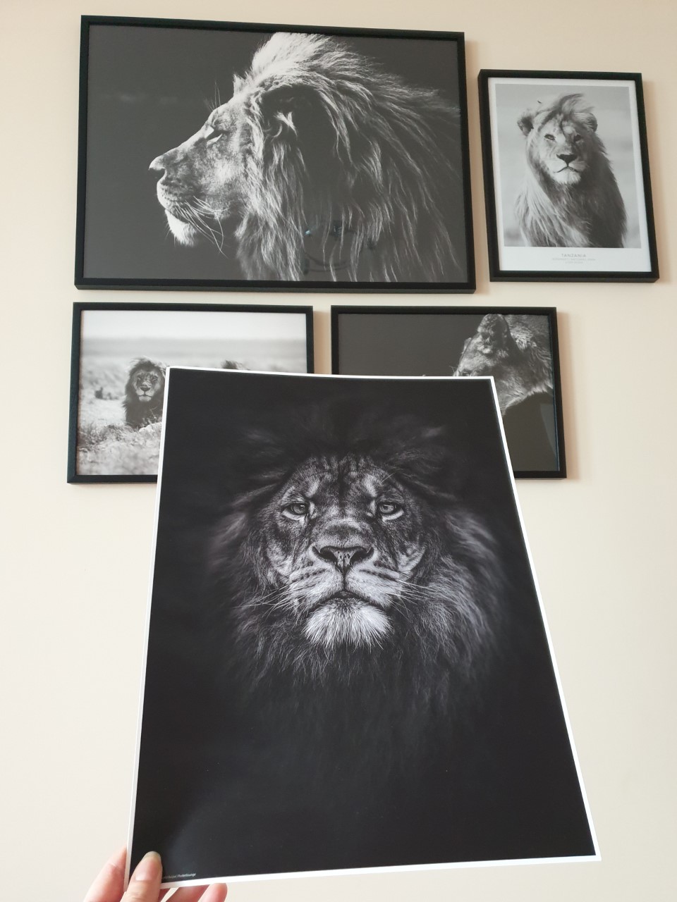 posterlounge poster lions