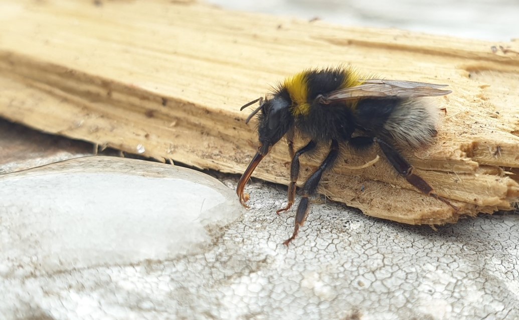 bees