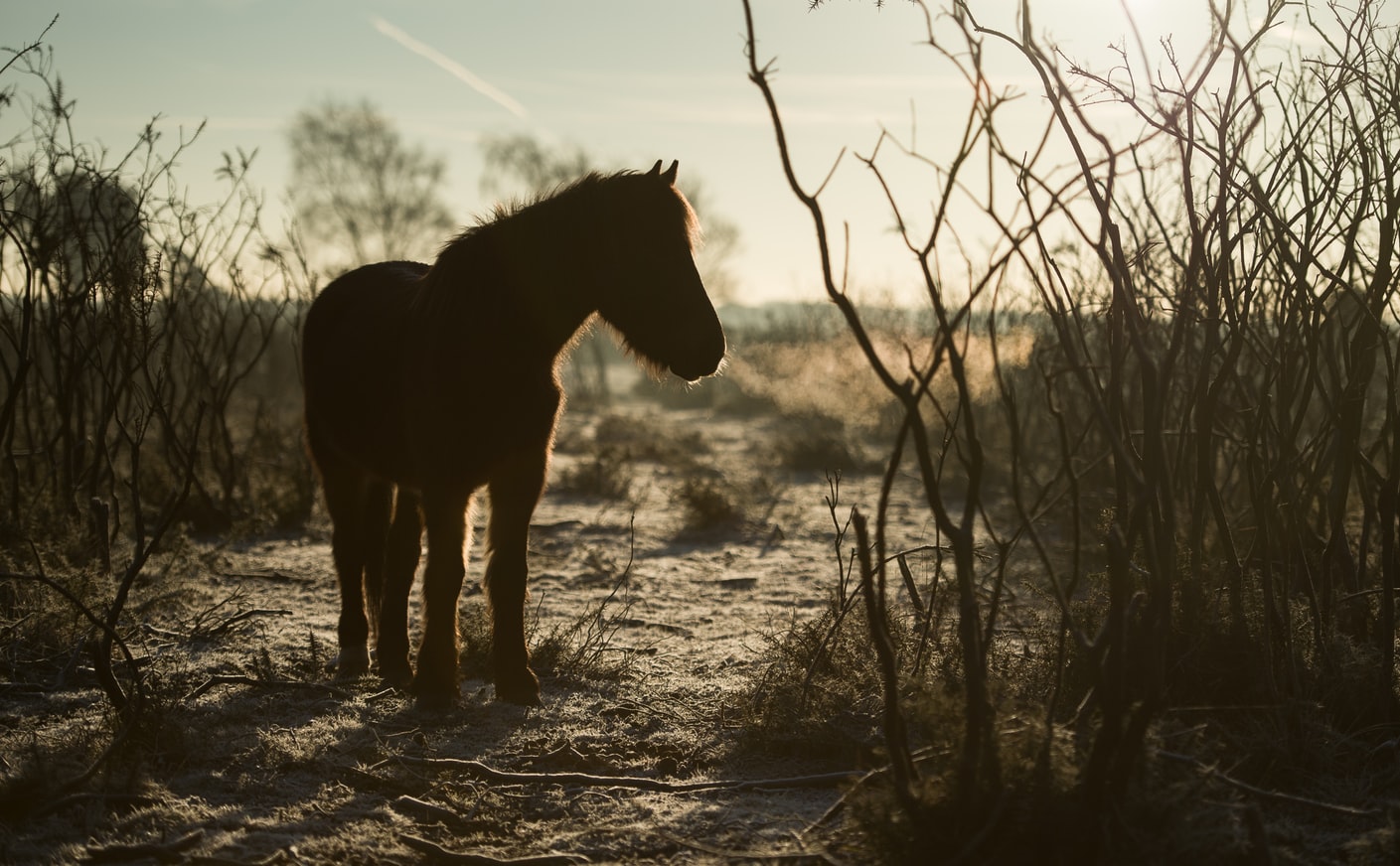 new forest UK holidays