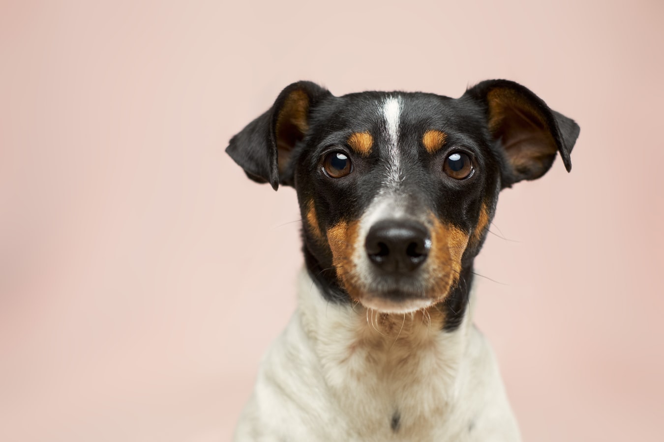 dog calming