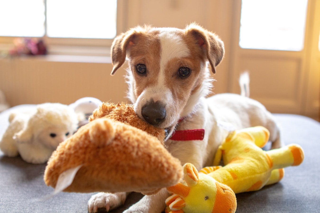 dog calming soft toy