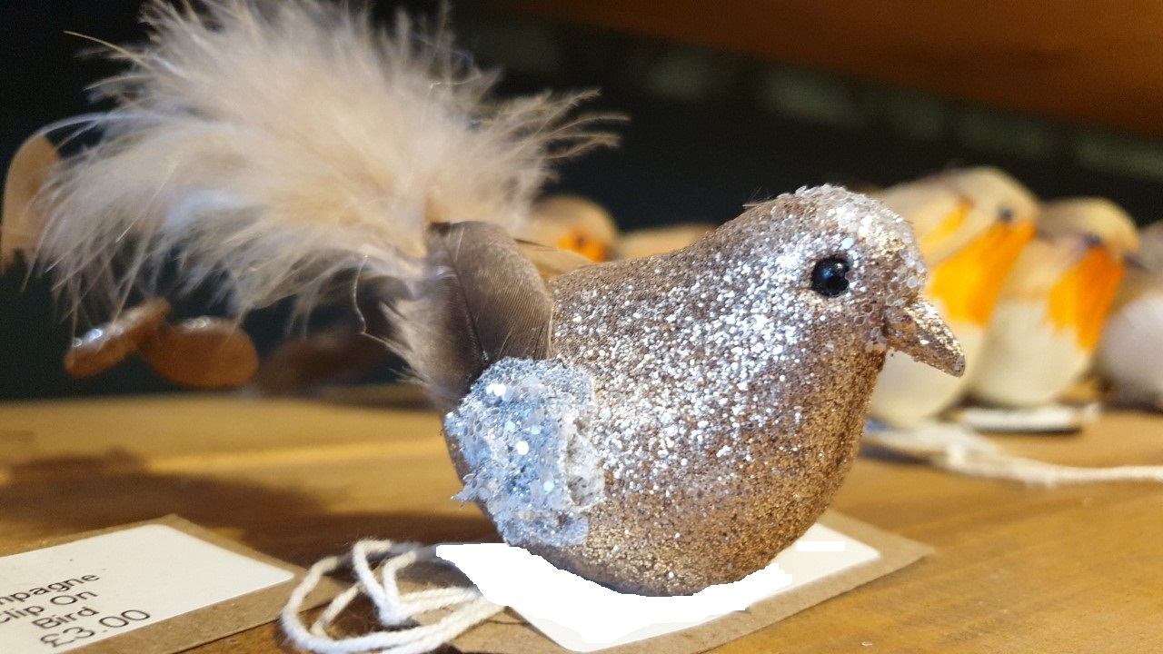 bird